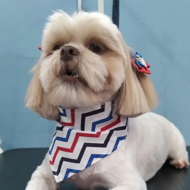 Shih Tzu recém-tosado com bandana no Bhão Pra Cachorro