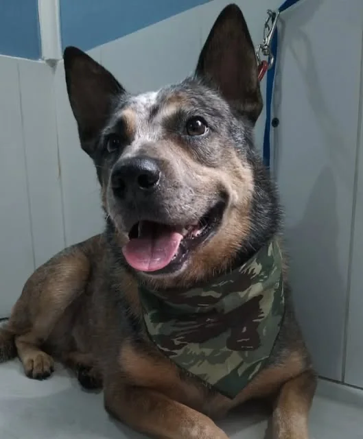 Cão de bandana verde após o banho no Bhão Pra Cachorro