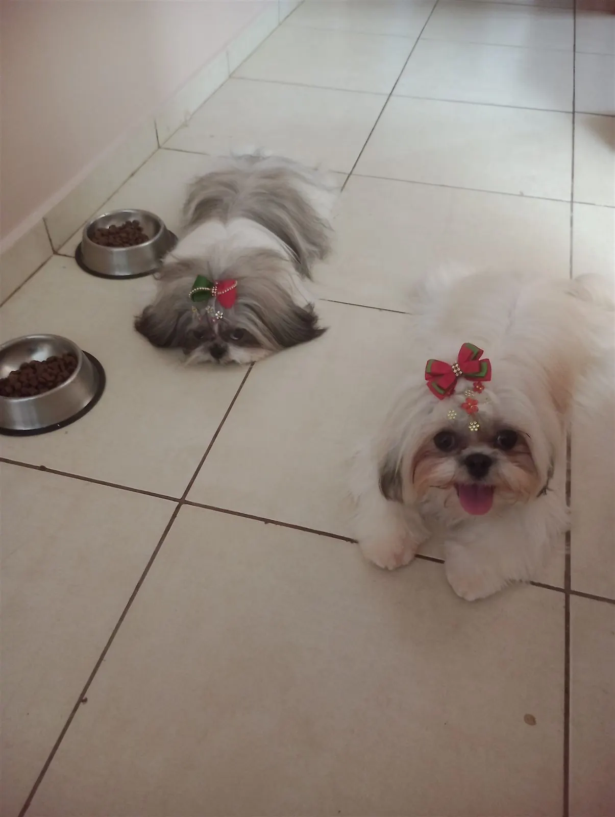 Cãozinho de pequeno porte em casa