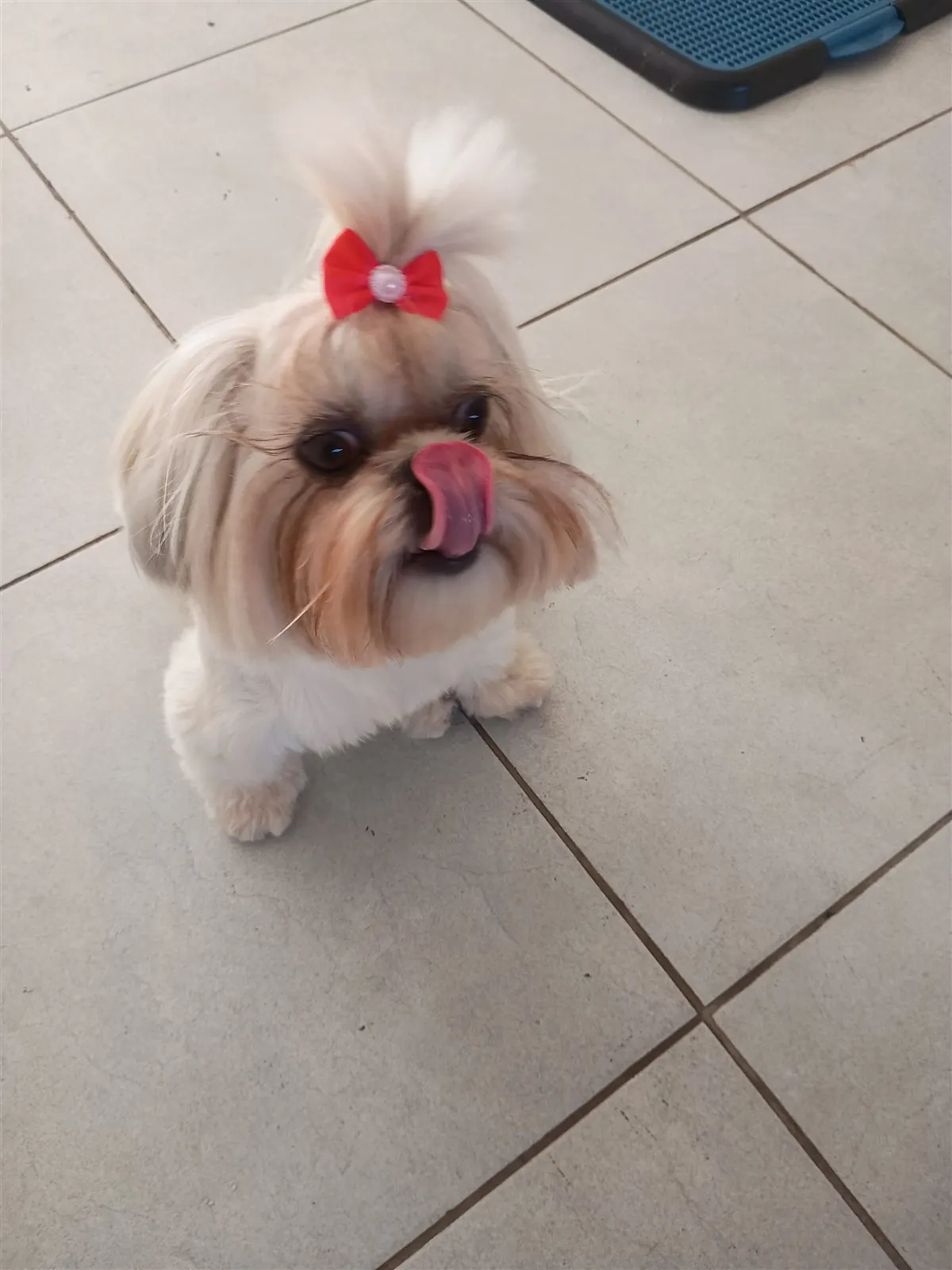 Cão de pequeno porte deitado no chão
