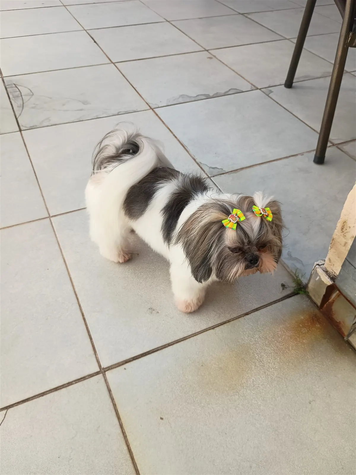 Cão de pequeno porte com laço