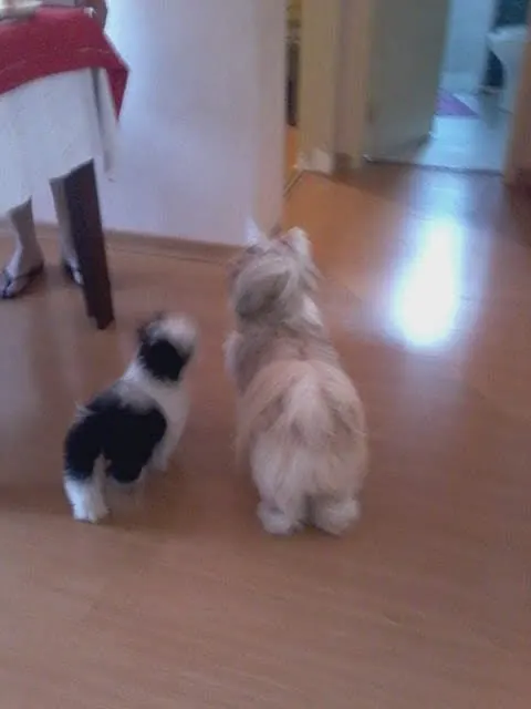 Lilly e Layla juntas, atentas, observando a casa