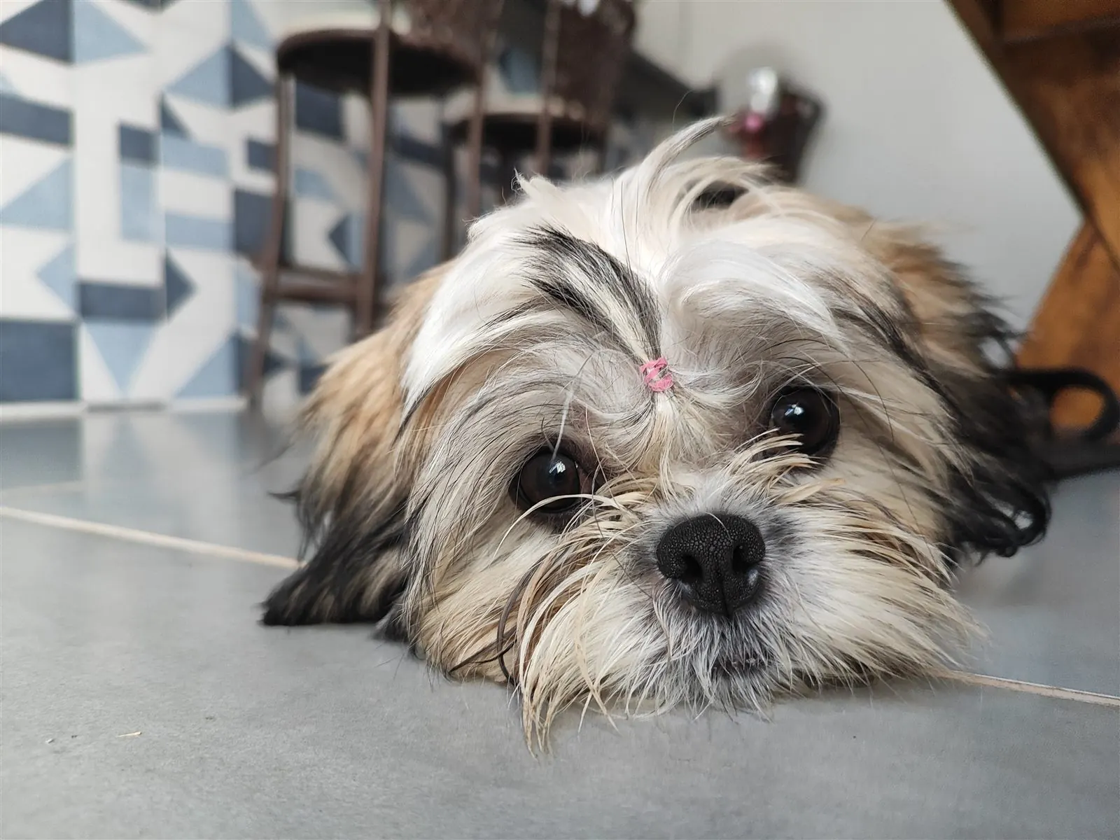Cachorro de pequeno porte na hospedagem da Patty Dog Home