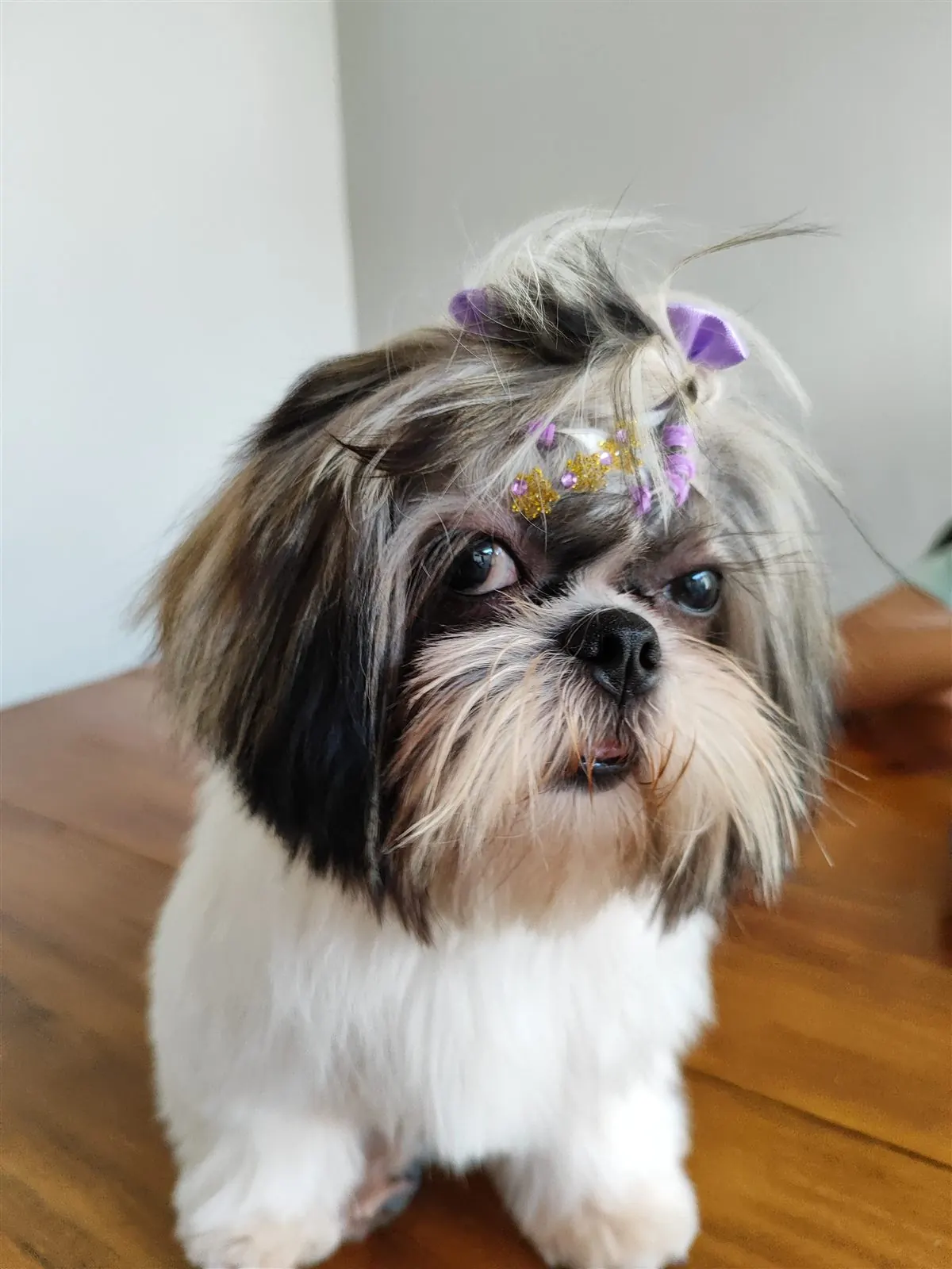 Cão de pequeno porte na mesa