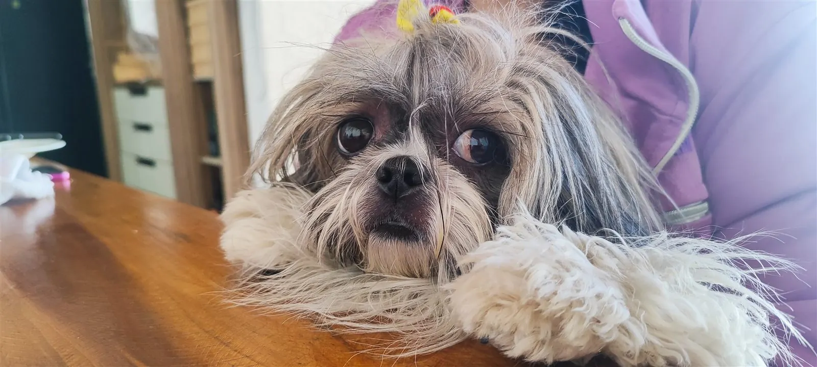 Cão de pequeno porte de perto