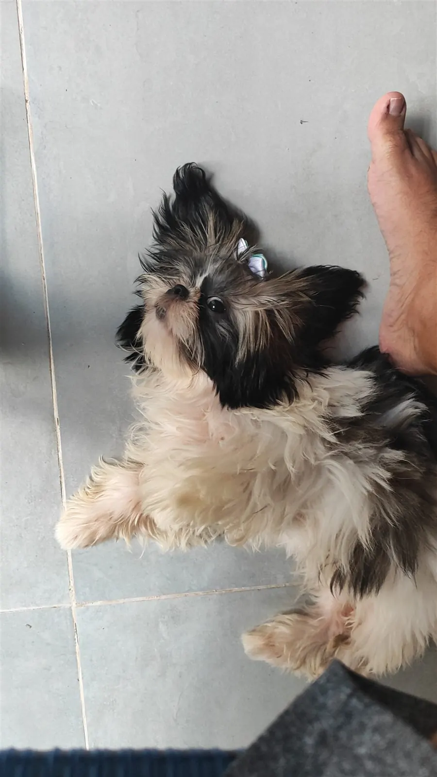 Cão de pequeno porte tirando a soneca
