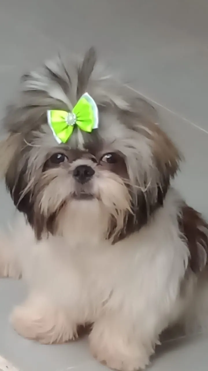 Cão de pequeno porte descansando