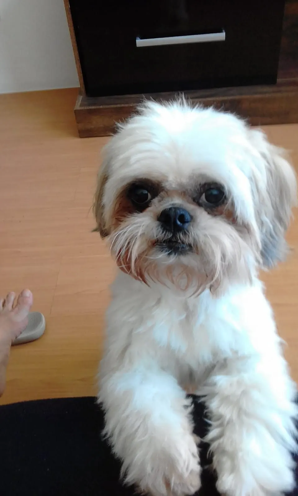 Cão de pequeno porte no colo