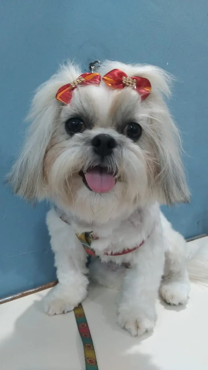 Cão de pequeno porte sorrindo