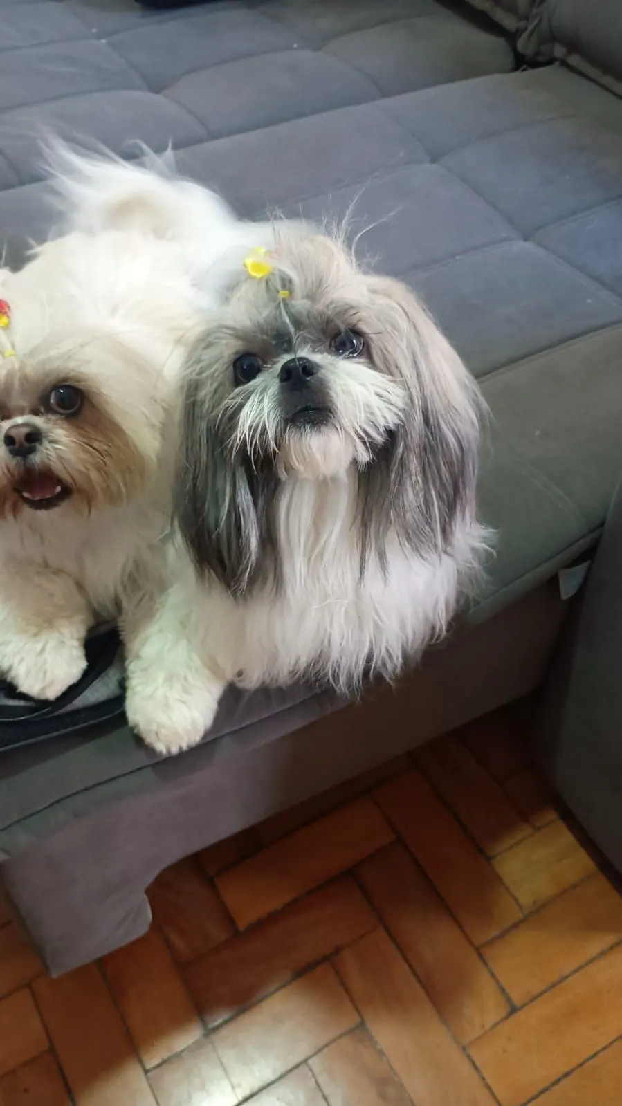 Lilly e Layla juntinhas no sofá