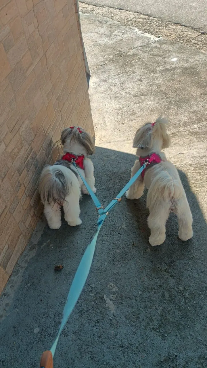 Lilly e Layla passeando juntas